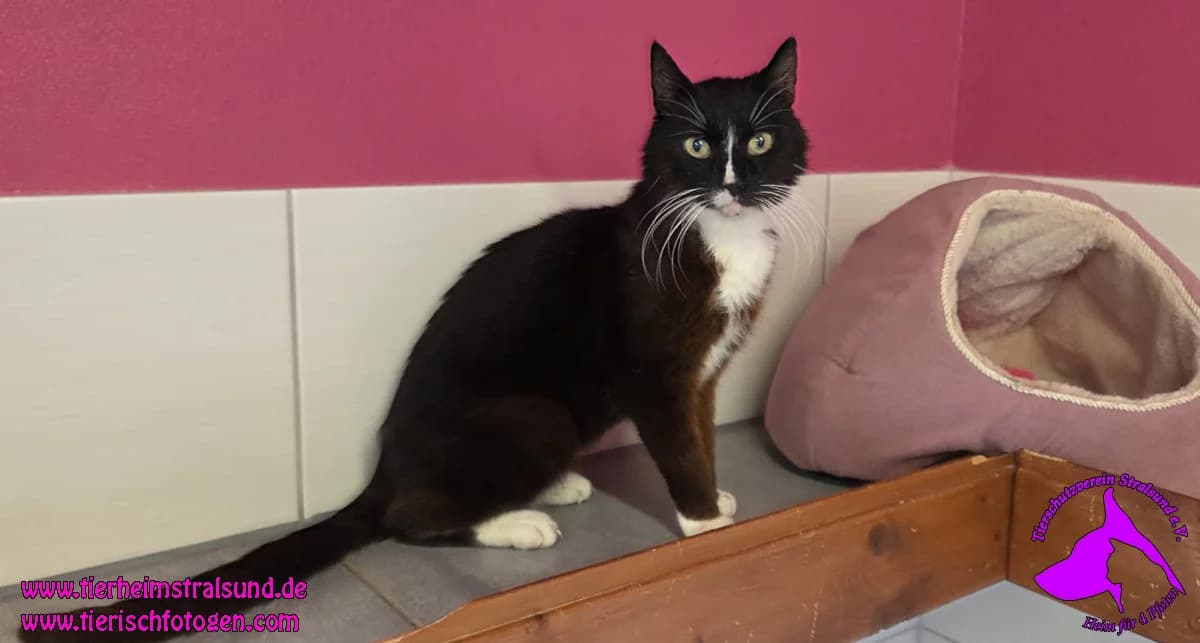 KarlchenEKH, male senior Mixed Breed for adoption at ASPCA Stralsund e.V., Stralsund