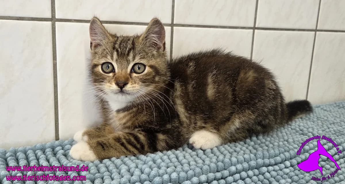 EKH, male Mixed Breed for adoption at ASPCA Stralsund e.V., Stralsund