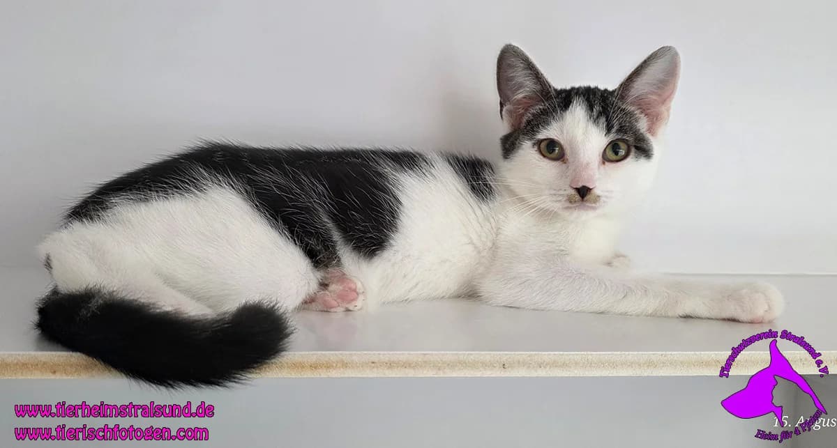 EKH, female Mixed Breed for adoption at ASPCA Stralsund e.V., Stralsund