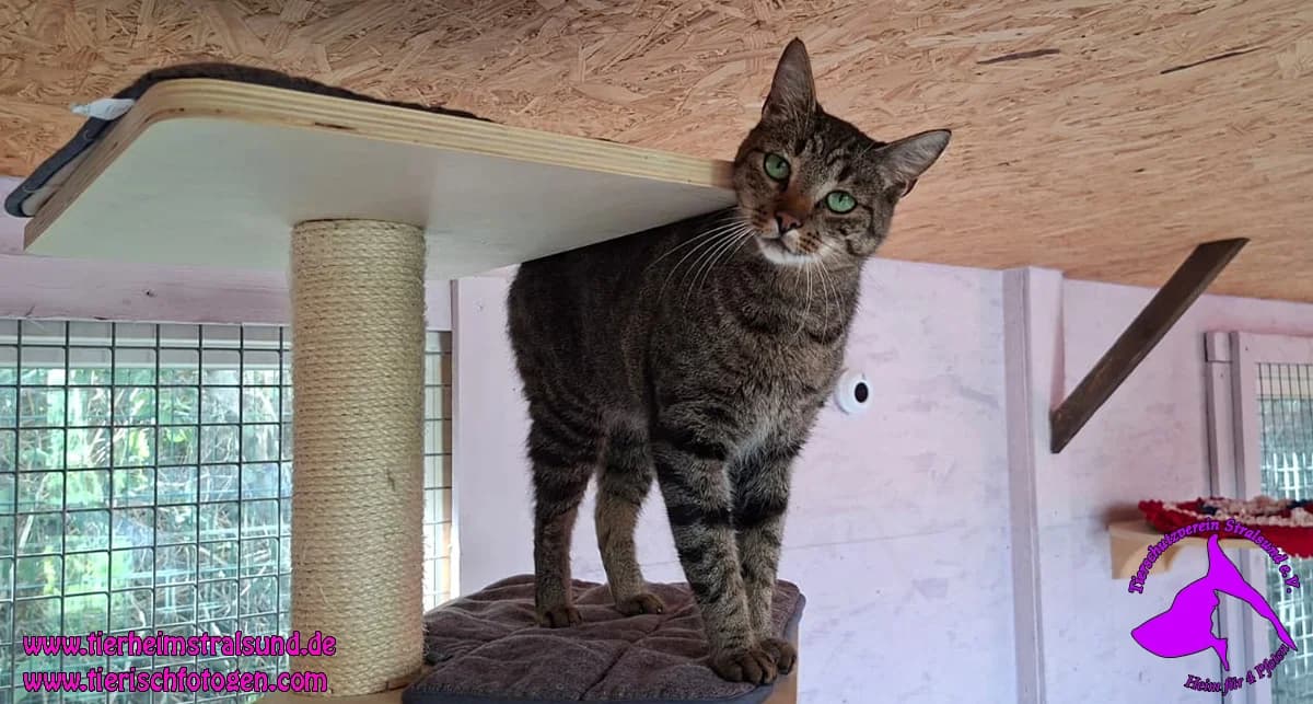 Maxi, male 3yo Mixed Breed for adoption at ASPCA Stralsund e.V., Stralsund