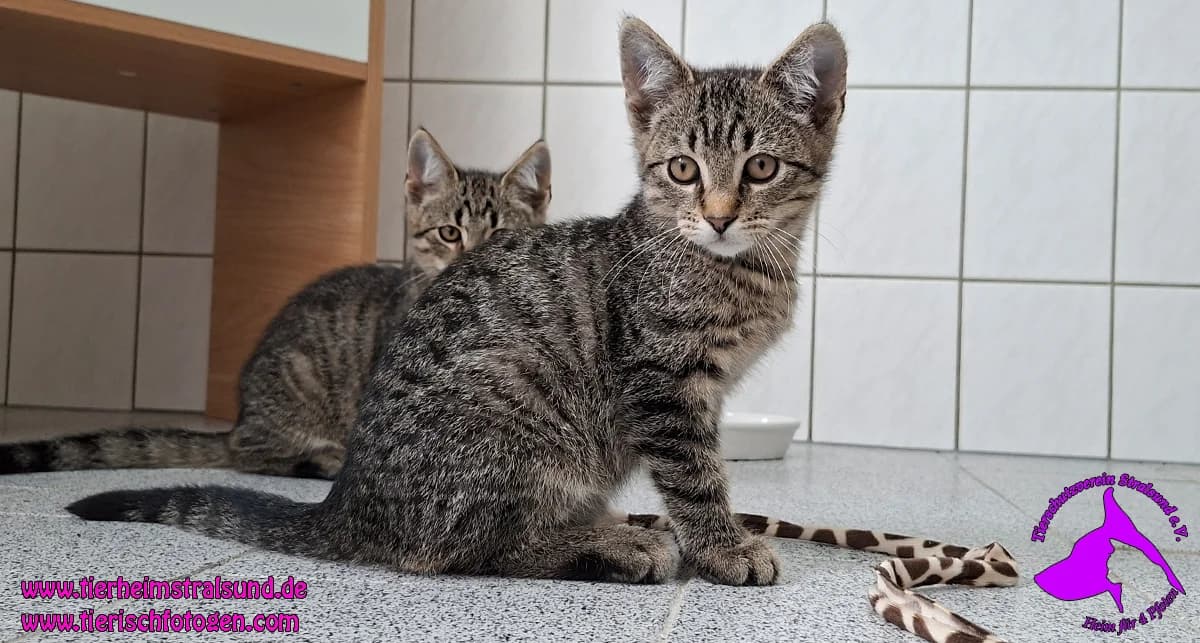 Leopold, male Mixed Breed for adoption at ASPCA Stralsund e.V., Stralsund