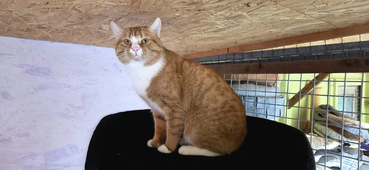 EKH, male Mixed Breed for adoption at ASPCA Stralsund e.V., Stralsund