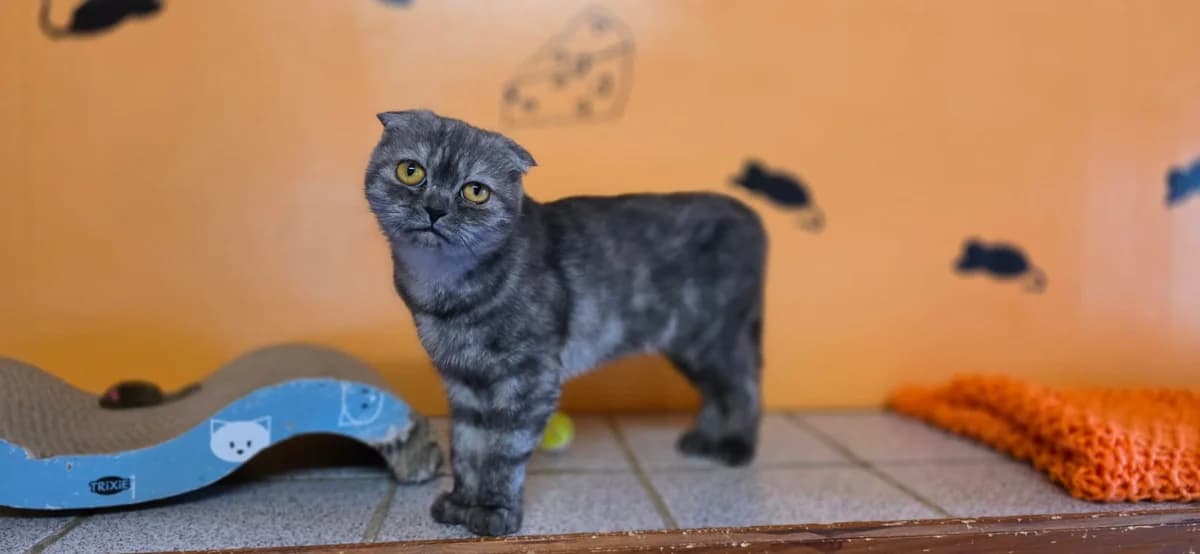 Scottish, female puppy Mixed Breed for adoption at ASPCA Stralsund e.V., Stralsund