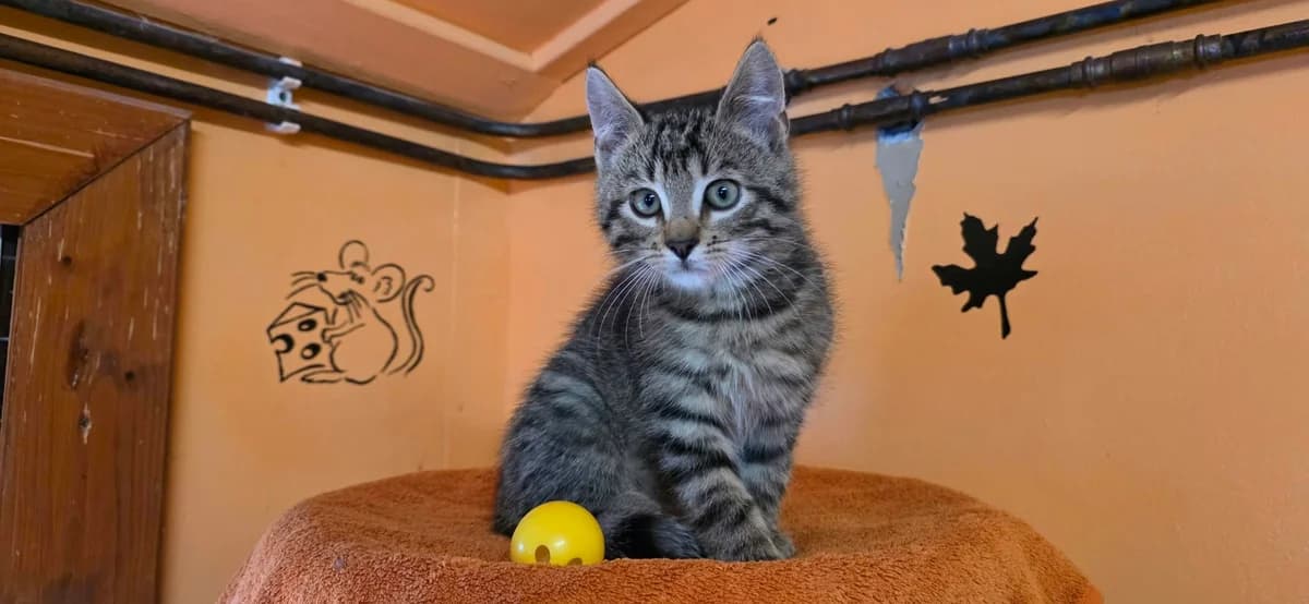 EKH, male Mixed Breed for adoption at ASPCA Stralsund e.V., Stralsund