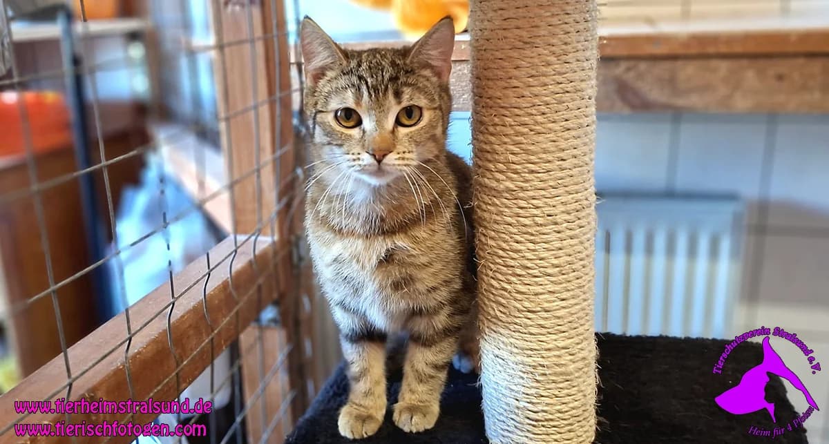FionaEKH, female young Mixed Breed for adoption at ASPCA Stralsund e.V., Stralsund