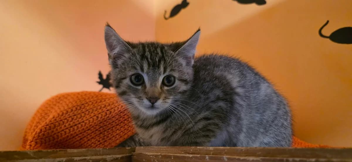 EKH, female Mixed Breed for adoption at ASPCA Stralsund e.V., Stralsund