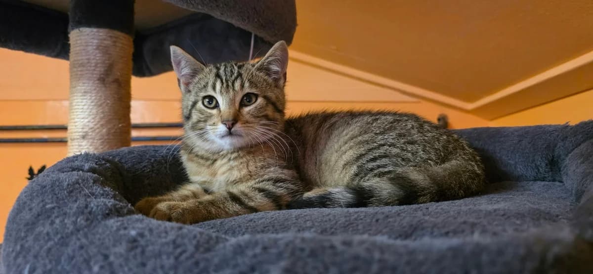 EKH, female Mixed Breed for adoption at ASPCA Stralsund e.V., Stralsund