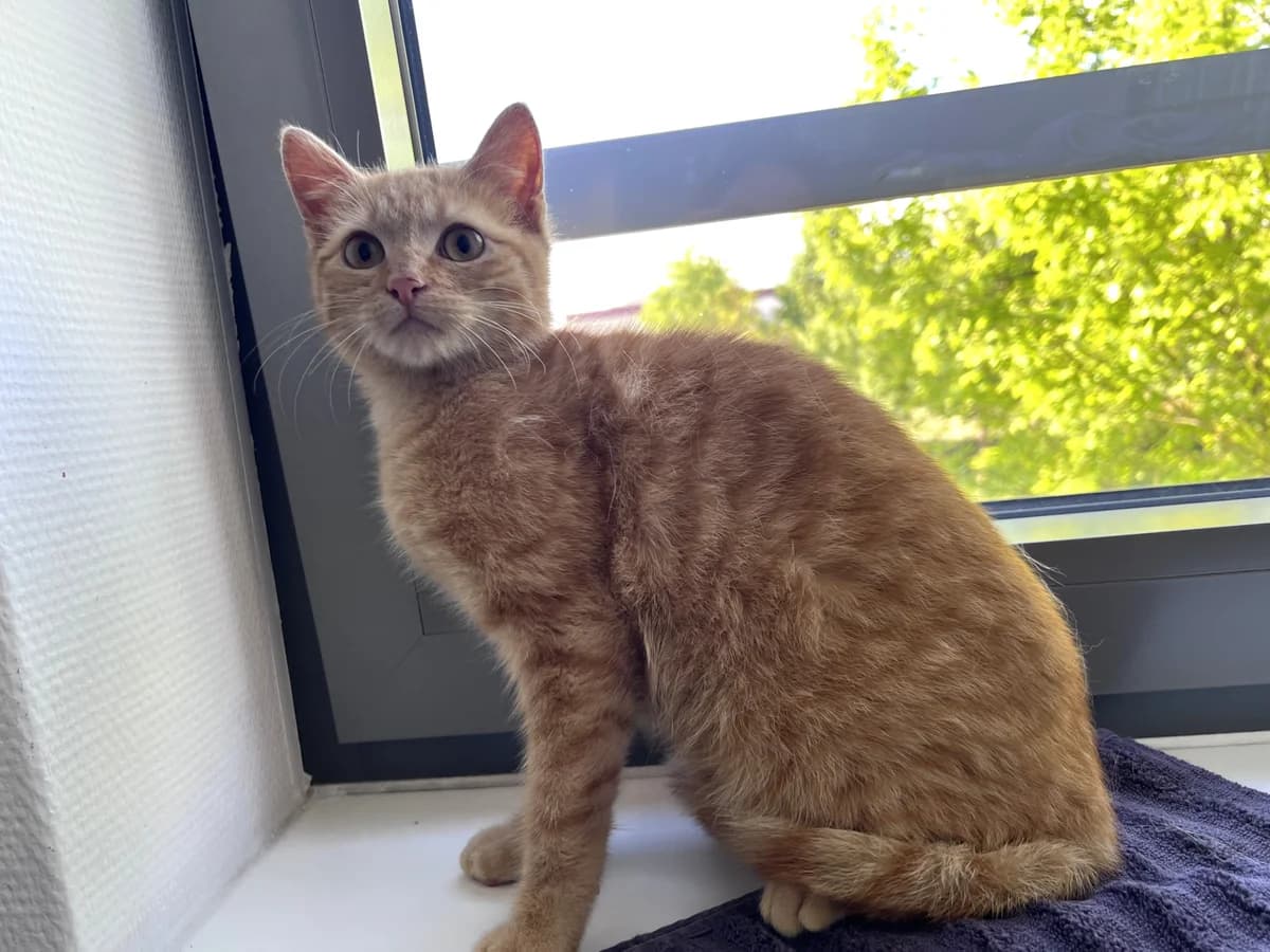Alana, 3yo Mixed Breed for adoption at ATTiS Tierschutz