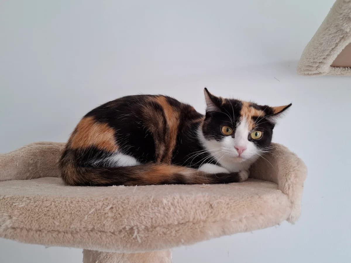 Clarissa, 3yo Mixed Breed for adoption at ATTiS Tierschutz