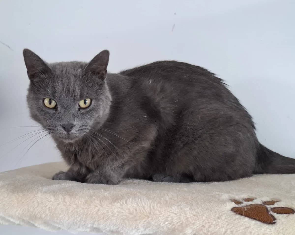 Hagrid, 3yo Mixed Breed for adoption at ATTiS Tierschutz