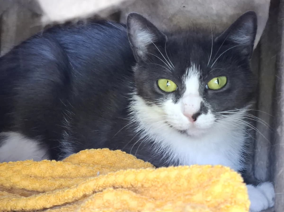 Wer ist ATTiS, 3yo Mixed Breed for adoption at ATTiS Tierschutz