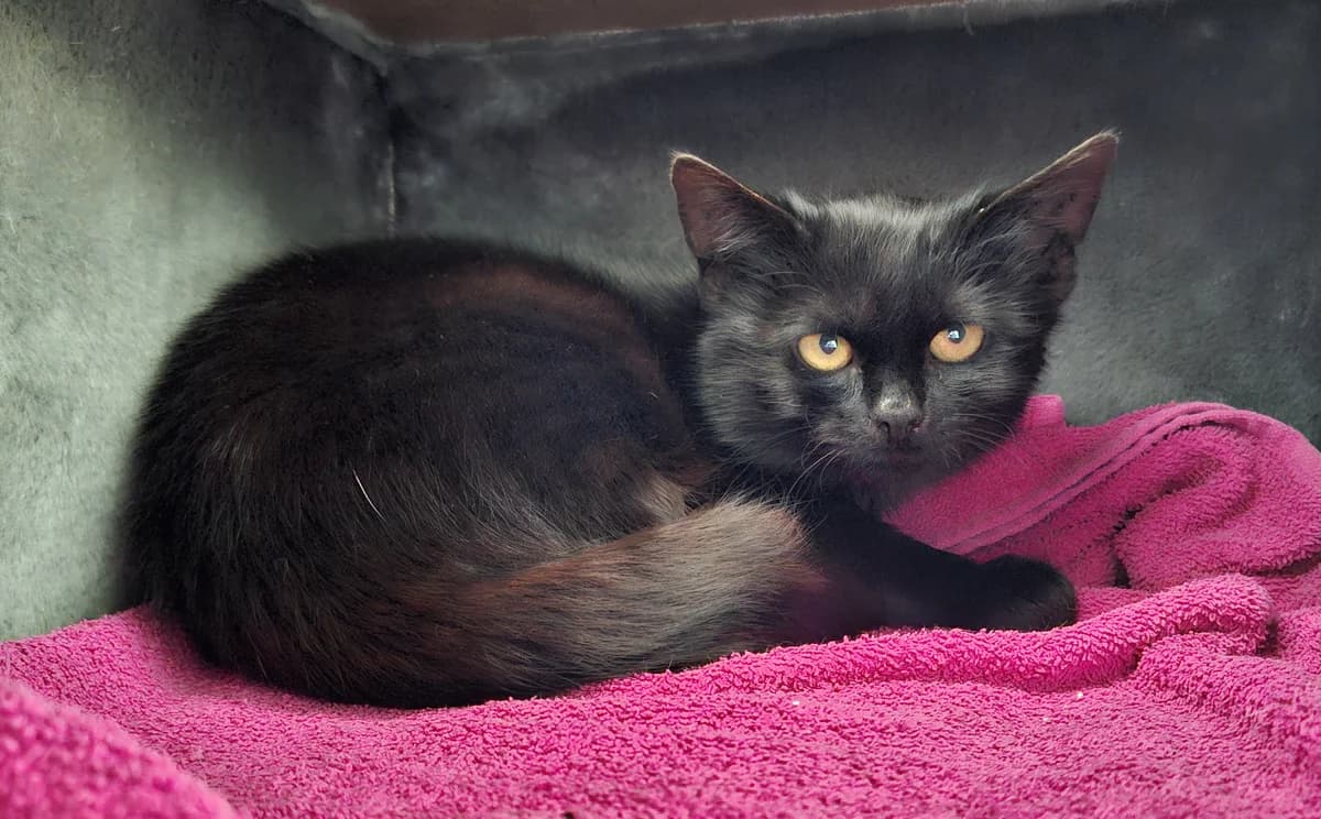 Leon, 3yo Mixed Breed for adoption at ATTiS Tierschutz