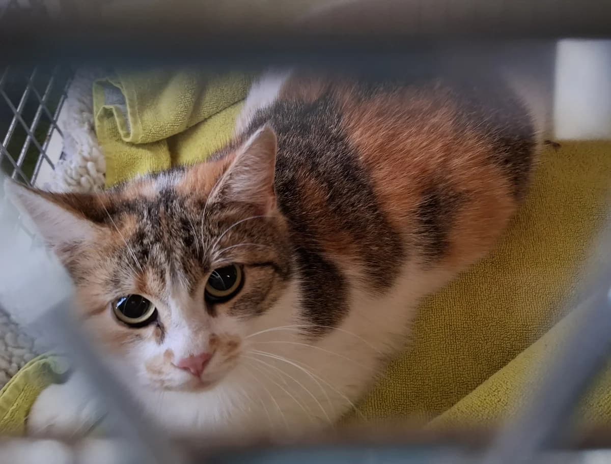 Maija, 3yo Mixed Breed for adoption at ATTiS Tierschutz