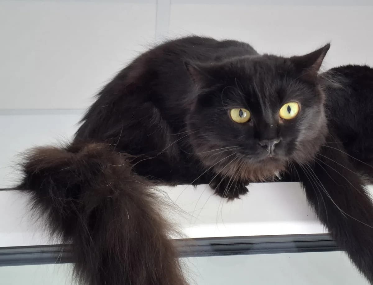 Wer ist ATTiS, 3yo Mixed Breed for adoption at ATTiS Tierschutz