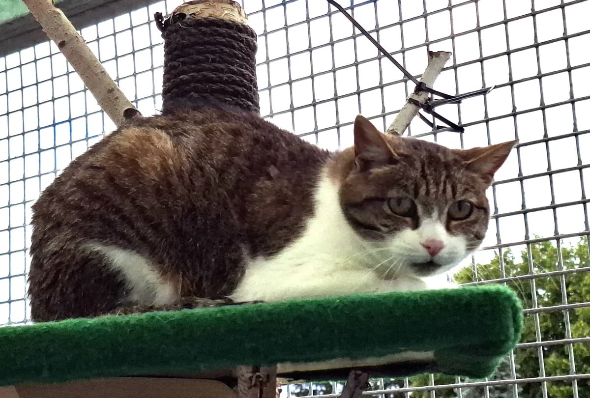 Sabella, 3yo Mixed Breed for adoption at ATTiS Tierschutz