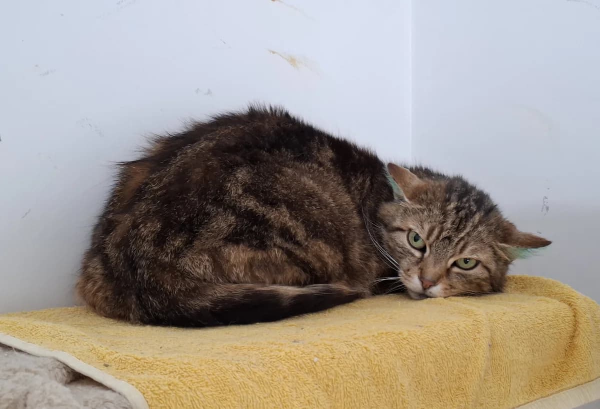 Sally, 3yo Mixed Breed for adoption at ATTiS Tierschutz