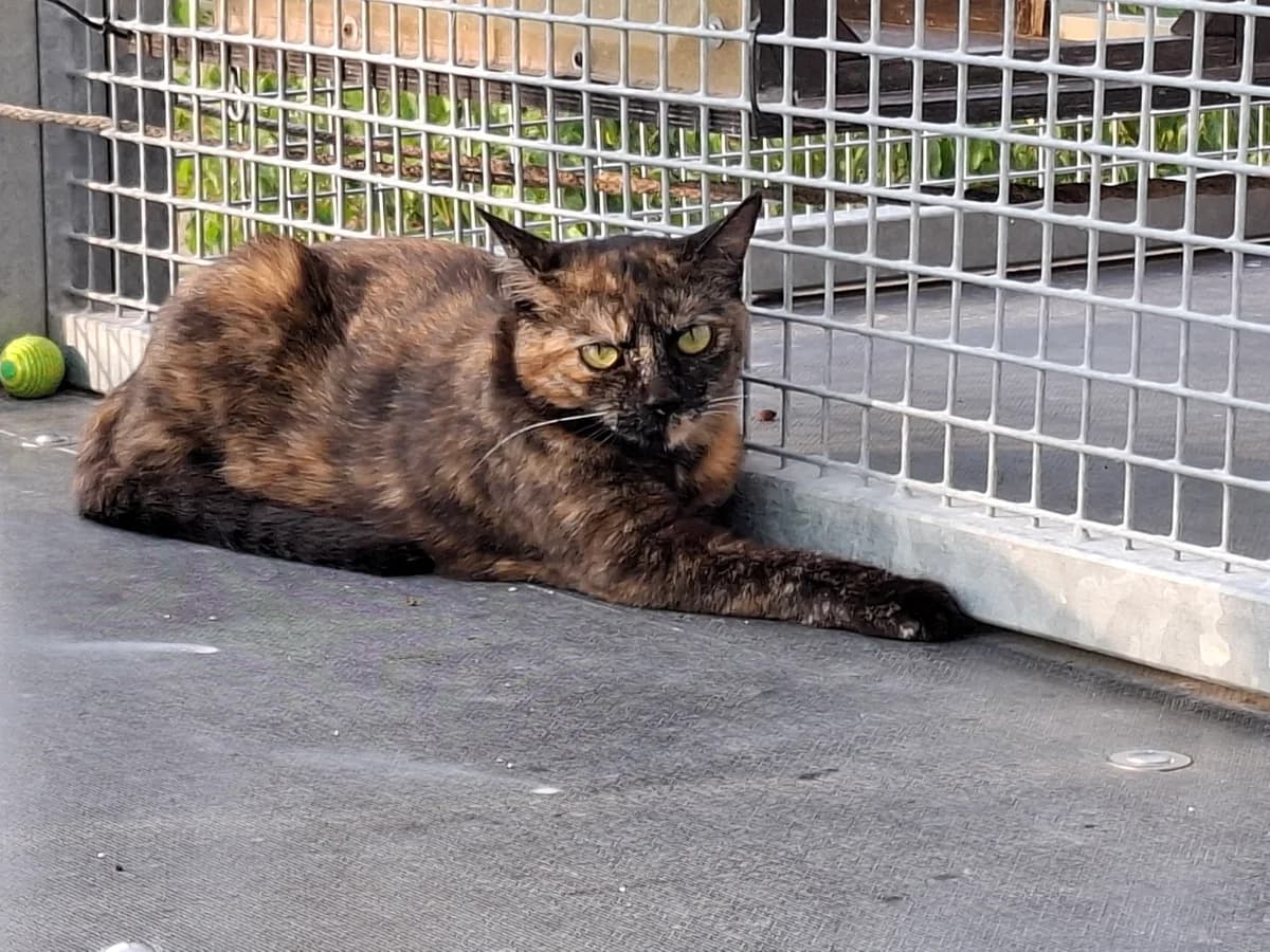 Samantha, 3yo Mixed Breed for adoption at ATTiS Tierschutz