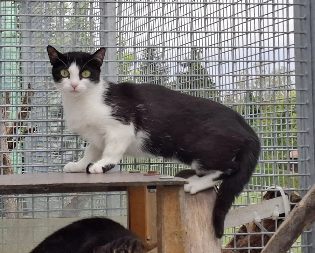Selina, 3yo Mixed Breed for adoption at ATTiS Tierschutz