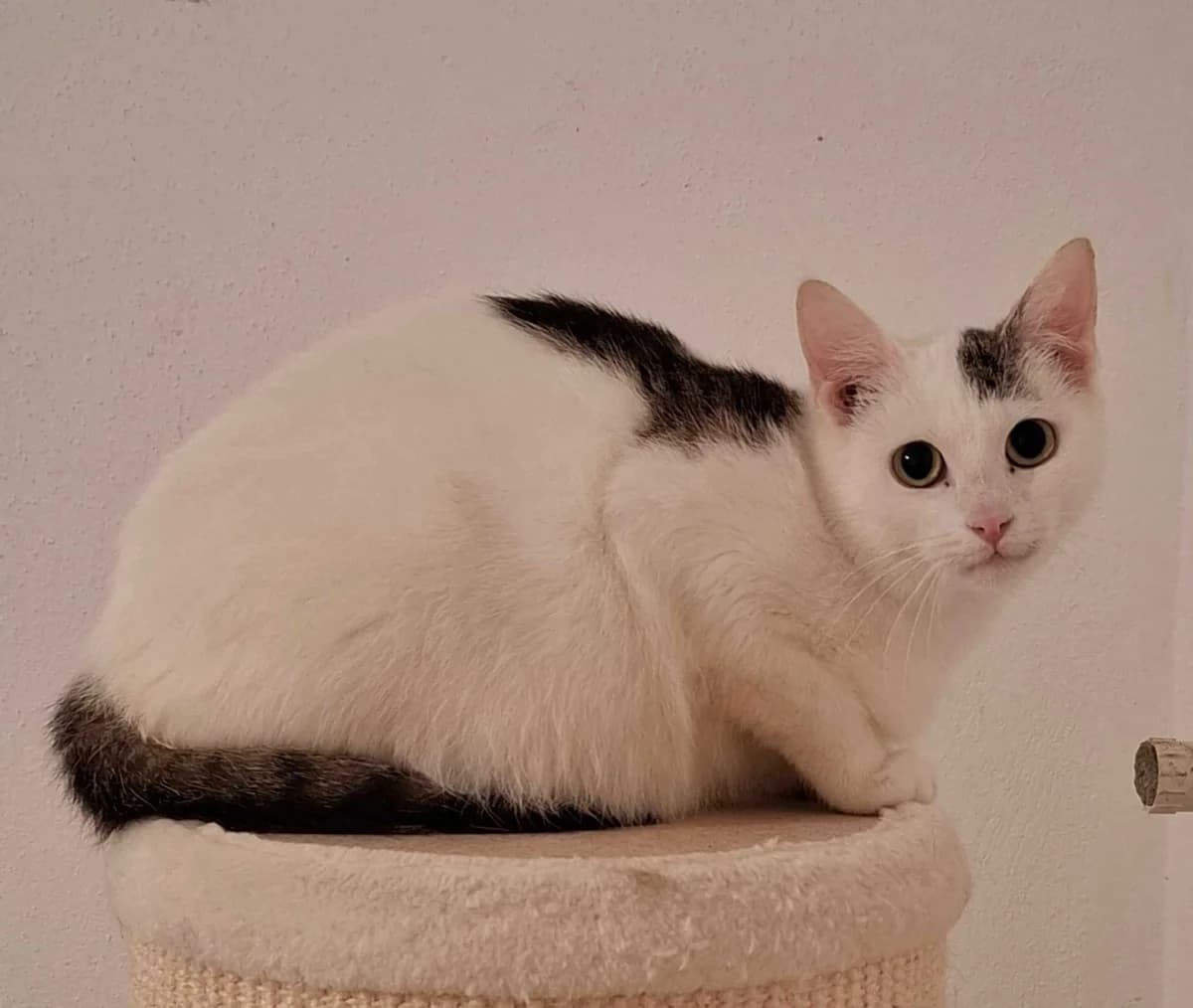 Susi, 3yo Mixed Breed for adoption at ATTiS Tierschutz