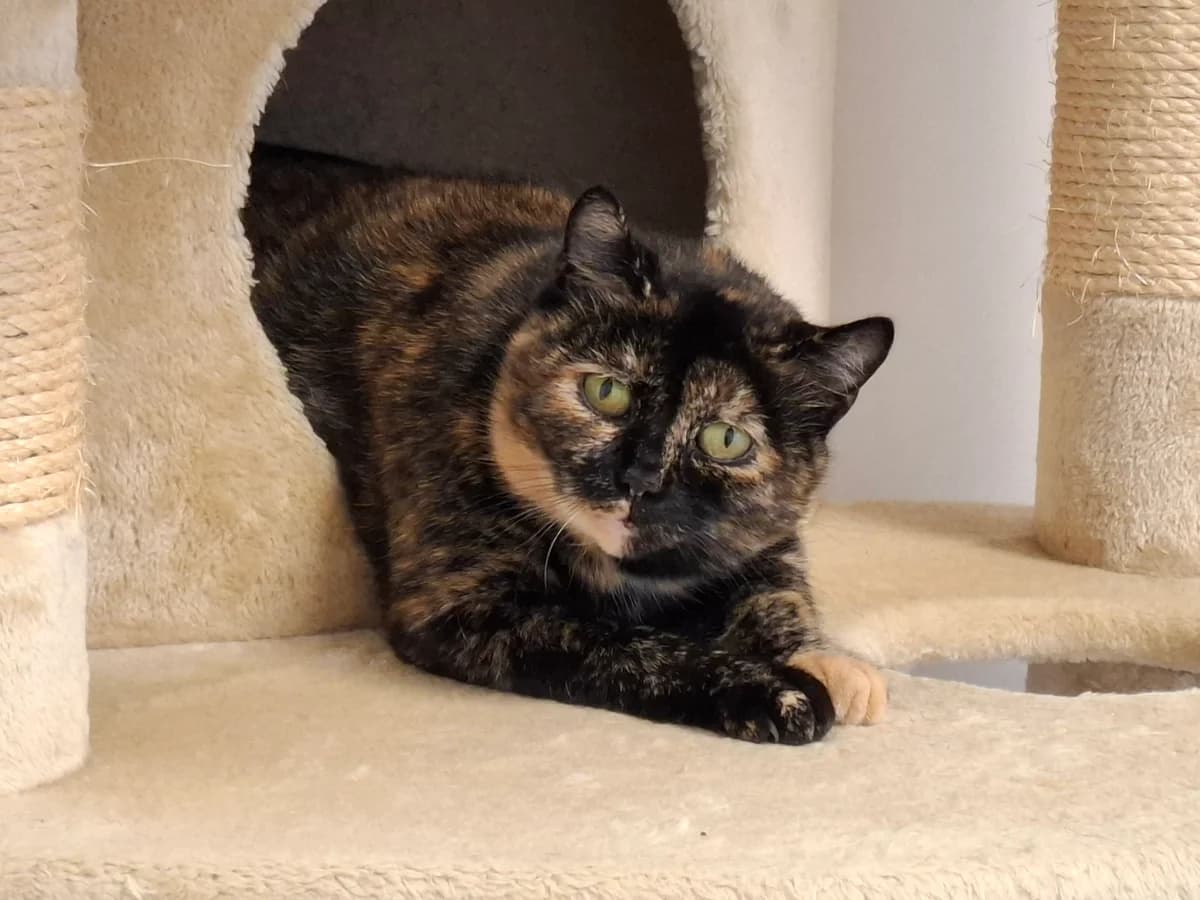 Wilja, 3yo Mixed Breed for adoption at ATTiS Tierschutz