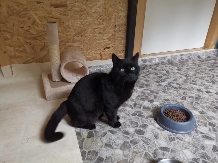 Das, 3yo Mixed Breed for adoption at Auf eigenen Pfoten - Verein zum Schutz der Würde, Kaltental