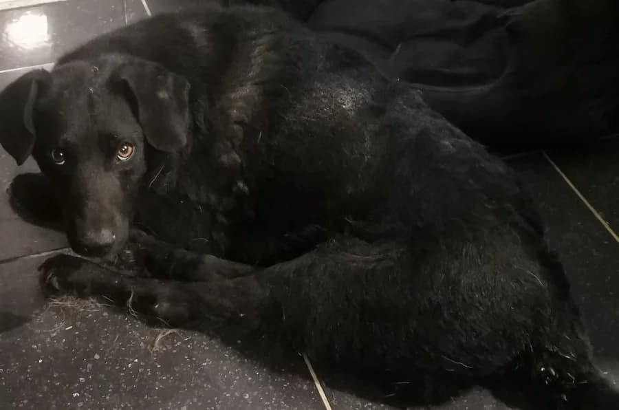 Heute, 7yo Mixed Breed for adoption at Auf eigenen Pfoten - Verein zum Schutz der Würde, Kaltental