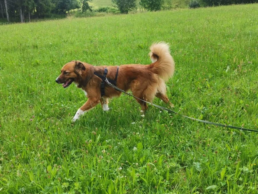 Das, 3yo Mixed Breed for adoption at Auf eigenen Pfoten - Verein zum Schutz der Würde, Kaltental