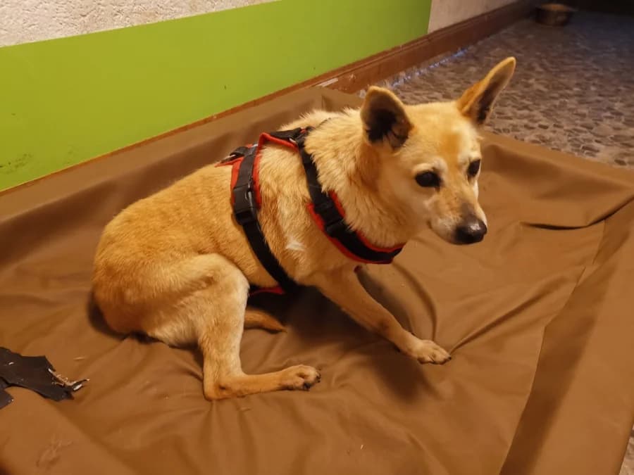 Nana aus Rumänien, senior Mixed Breed for adoption at Auf eigenen Pfoten - Verein zum Schutz der Würde, Kaltental