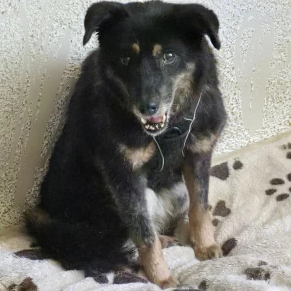 Oma Dana, senior Mixed Breed for adoption at Auf eigenen Pfoten - Verein zum Schutz der Würde, Kaltental
