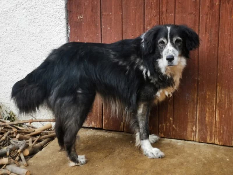 Der, grau 4yo Mixed Breed for adoption at Auf eigenen Pfoten - Verein zum Schutz der Würde, Kaltental