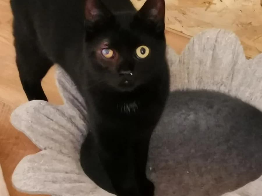Unser, 5yo Mixed Breed for adoption at Auf eigenen Pfoten - Verein zum Schutz der Würde, Kaltental