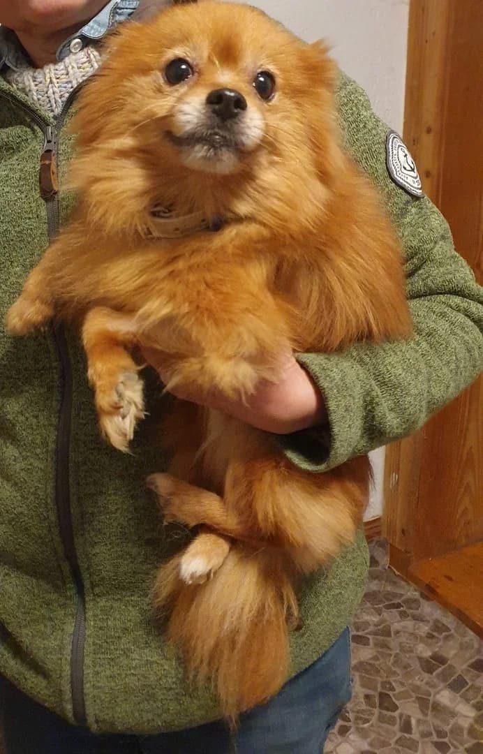 Unsere beiden Neuzugänge aus Spanien, senior Mixed Breed for adoption at Auf eigenen Pfoten - Verein zum Schutz der Würde, Kaltental