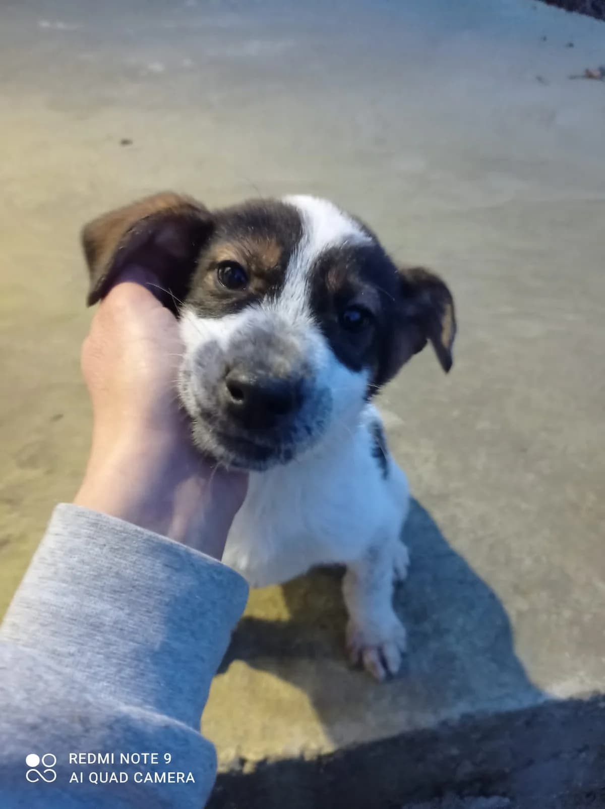 Andy, Mixed Breed for adoption at Auxilium Animalis e.V., Germany