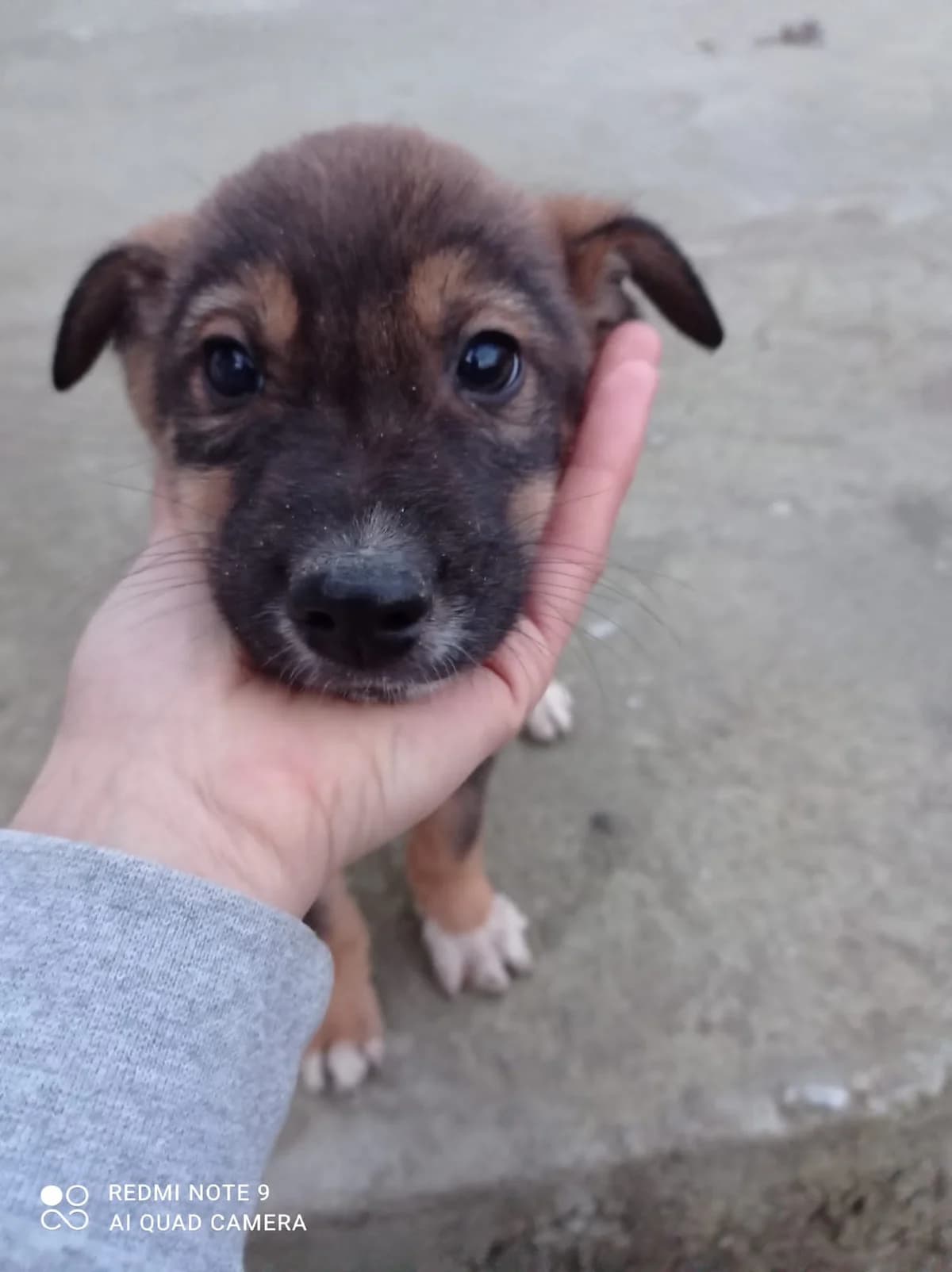 Benny, Mixed Breed for adoption at Auxilium Animalis e.V., Germany