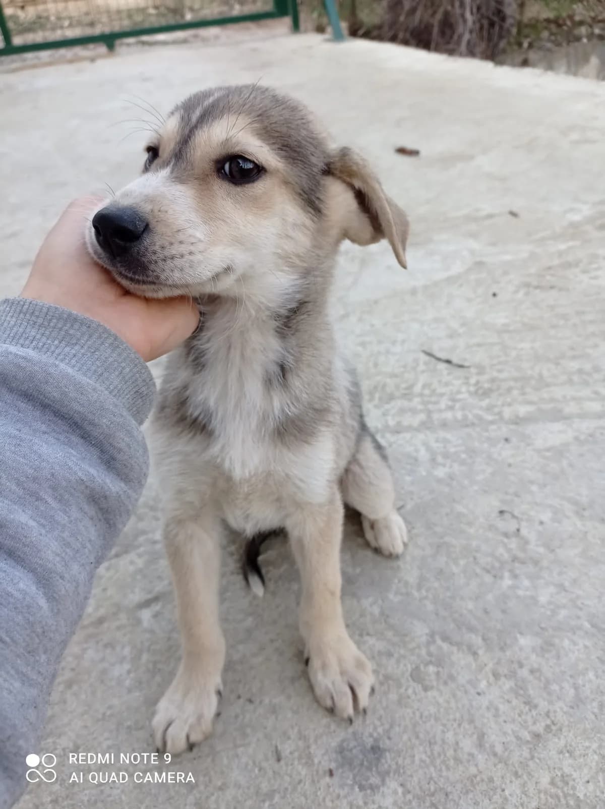 Betty, Mixed Breed for adoption at Auxilium Animalis e.V., Germany