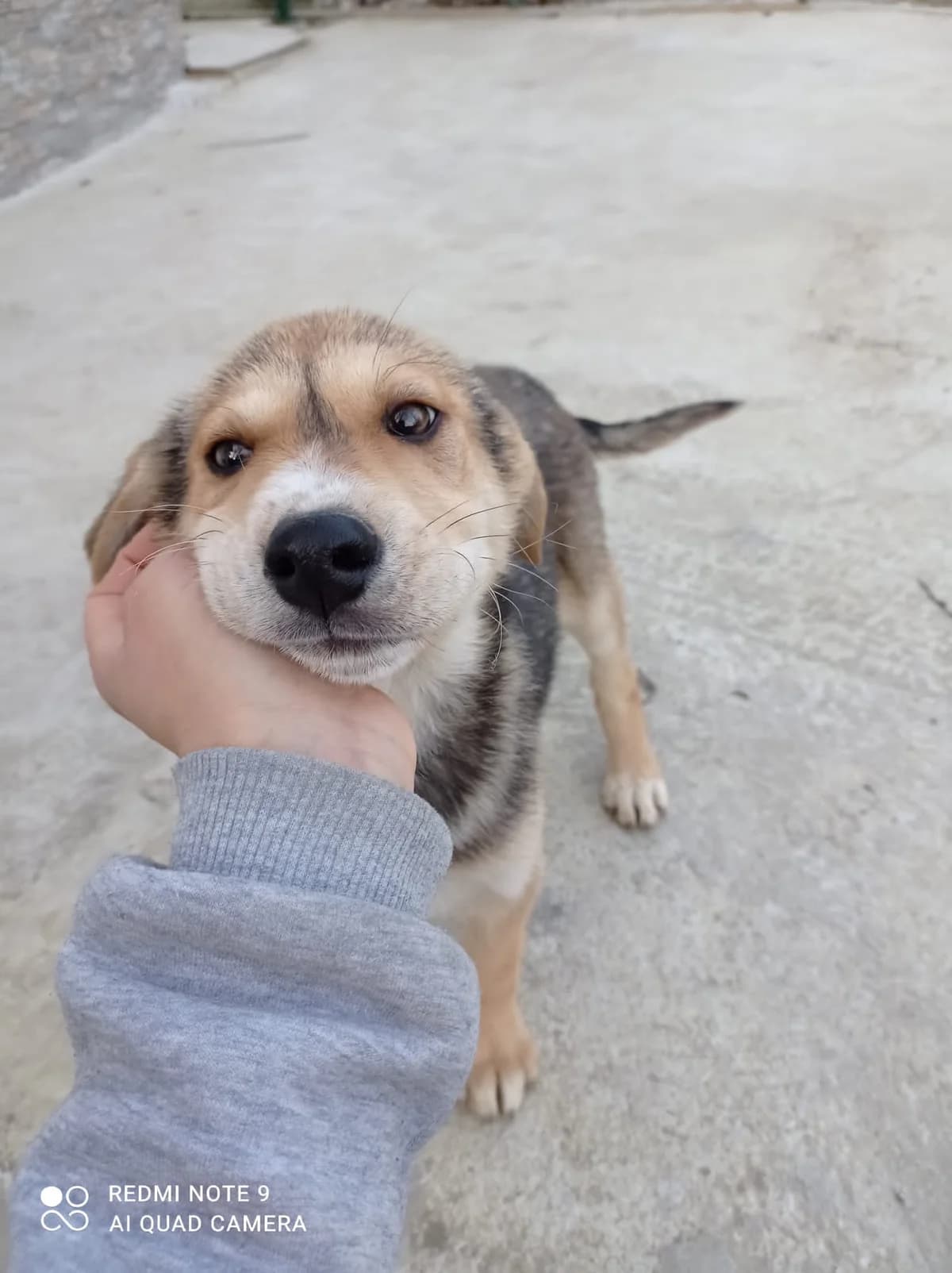 Freddy, Mixed Breed for adoption at Auxilium Animalis e.V., Germany