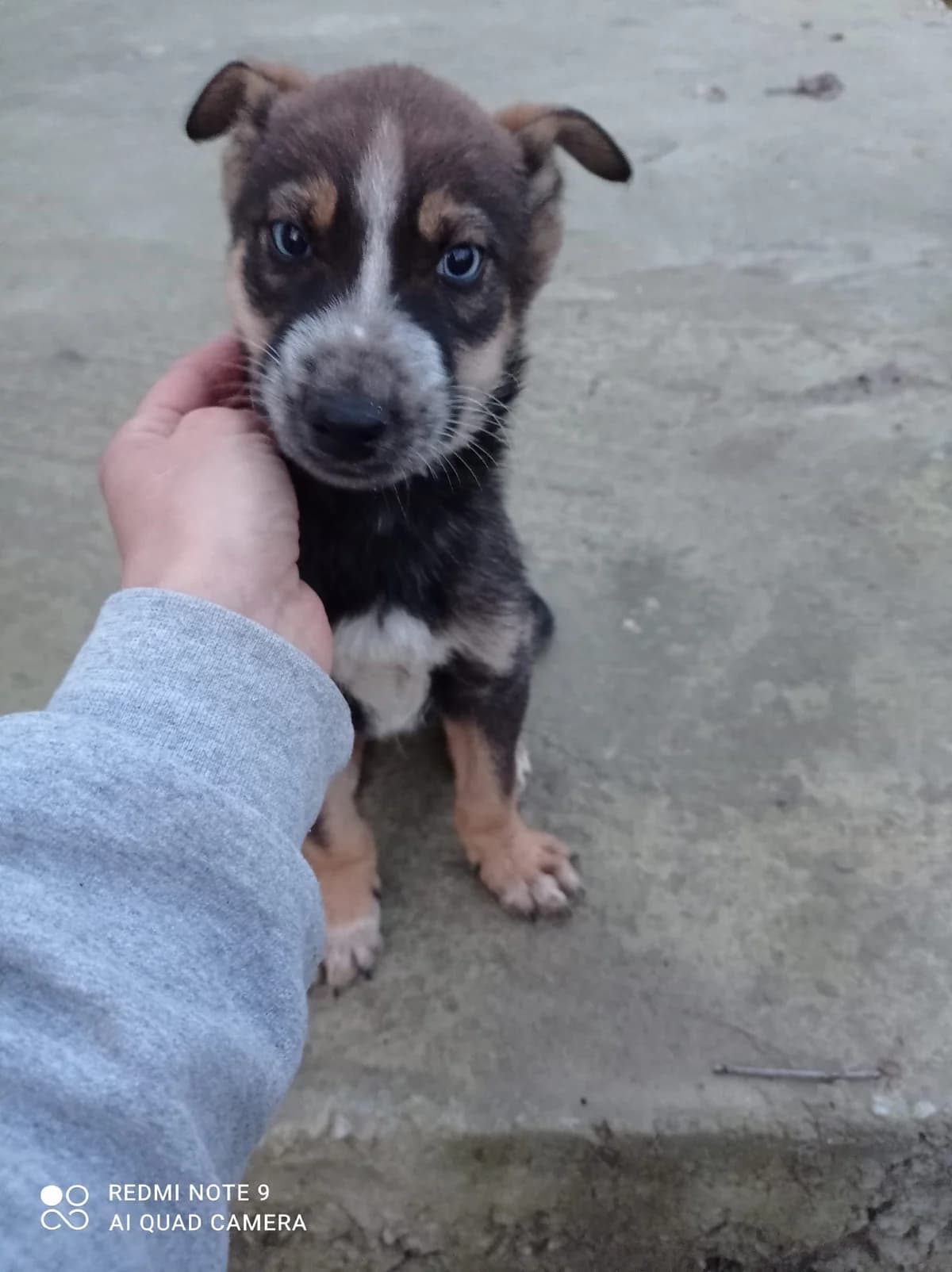 Rusty, Mixed Breed for adoption at Auxilium Animalis e.V., Germany