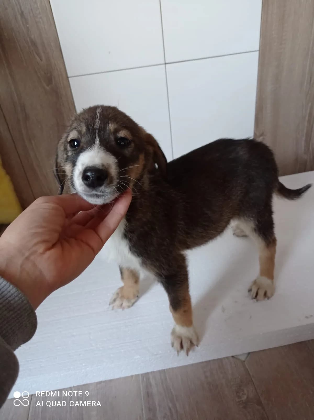 Vicky, Mixed Breed for adoption at Auxilium Animalis e.V., Germany