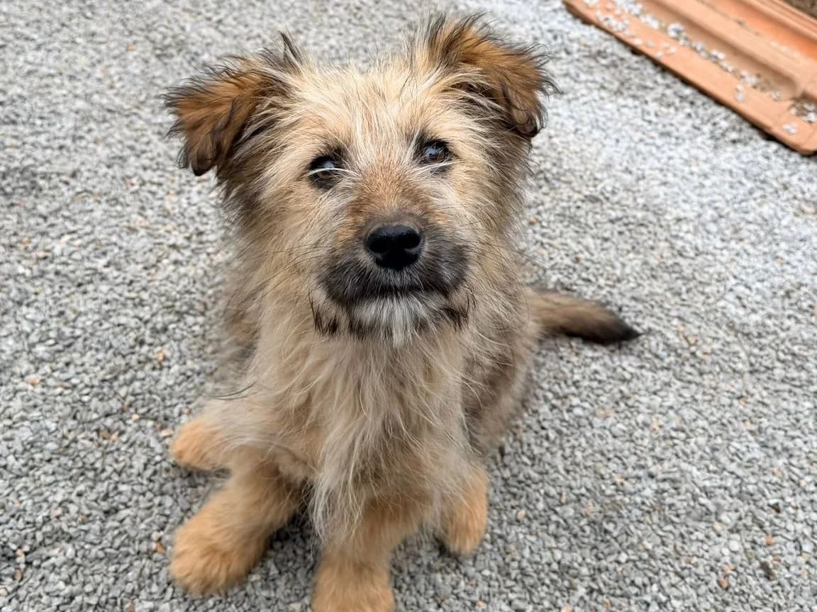 Elfie, female Mixed Breed for adoption at Balkanschnauzen und Heimatpfoten e.V.