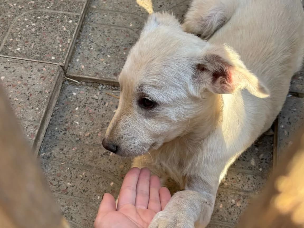 Möwe, female Mixed Breed for adoption at Balkanschnauzen und Heimatpfoten e.V.