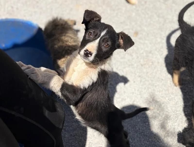 Paula, female Mixed Breed for adoption at Balkanschnauzen und Heimatpfoten e.V.