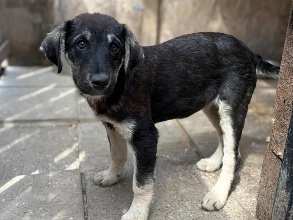Motte, female Mixed Breed for adoption at Balkanschnauzen und Heimatpfoten e.V.