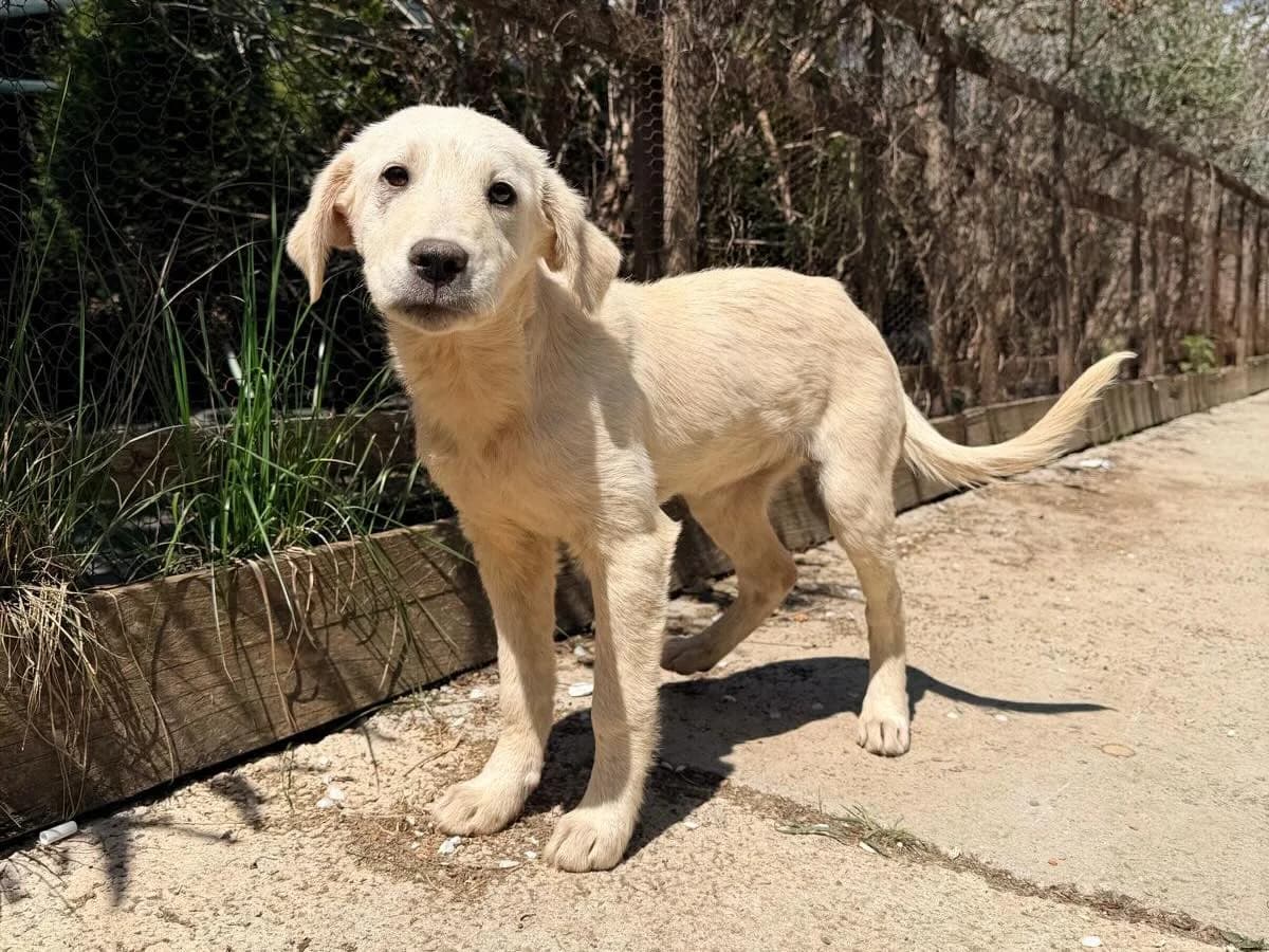 Meise, female Mixed Breed for adoption at Balkanschnauzen und Heimatpfoten e.V.