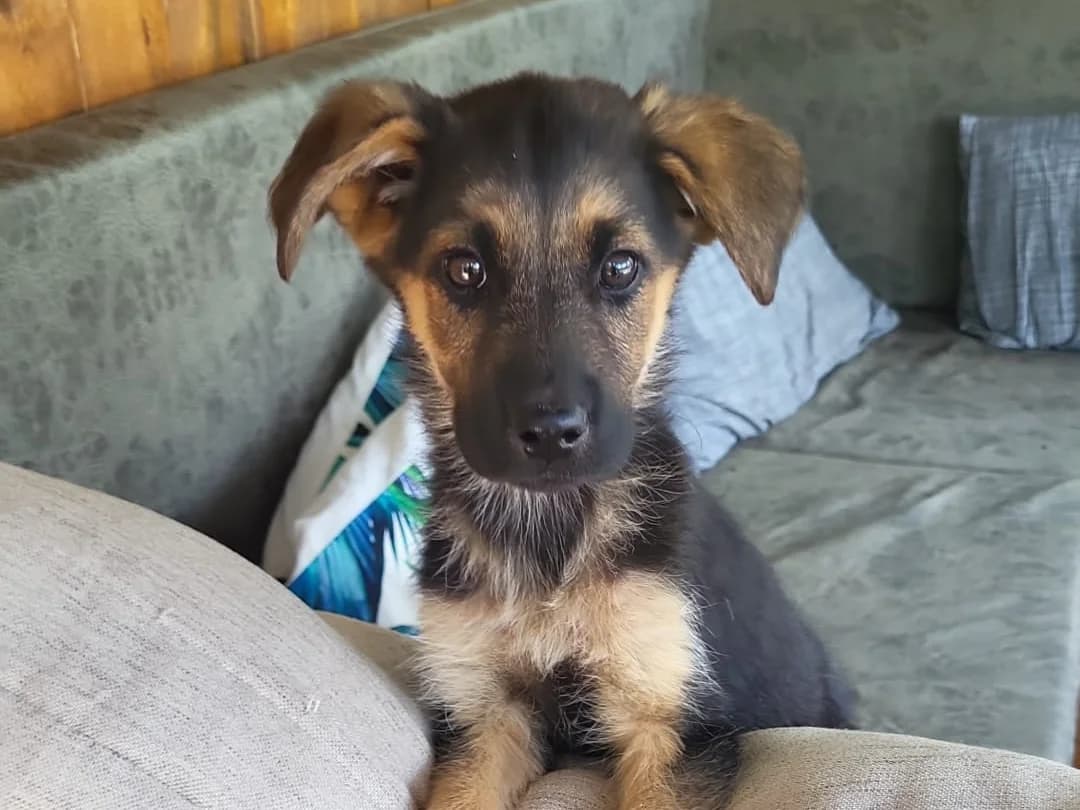Brezel, female Mixed Breed for adoption at Balkanschnauzen und Heimatpfoten e.V.