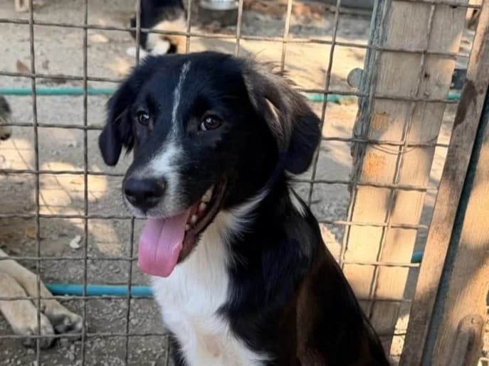 Camilla, female Mixed Breed for adoption at Balkanschnauzen und Heimatpfoten e.V.