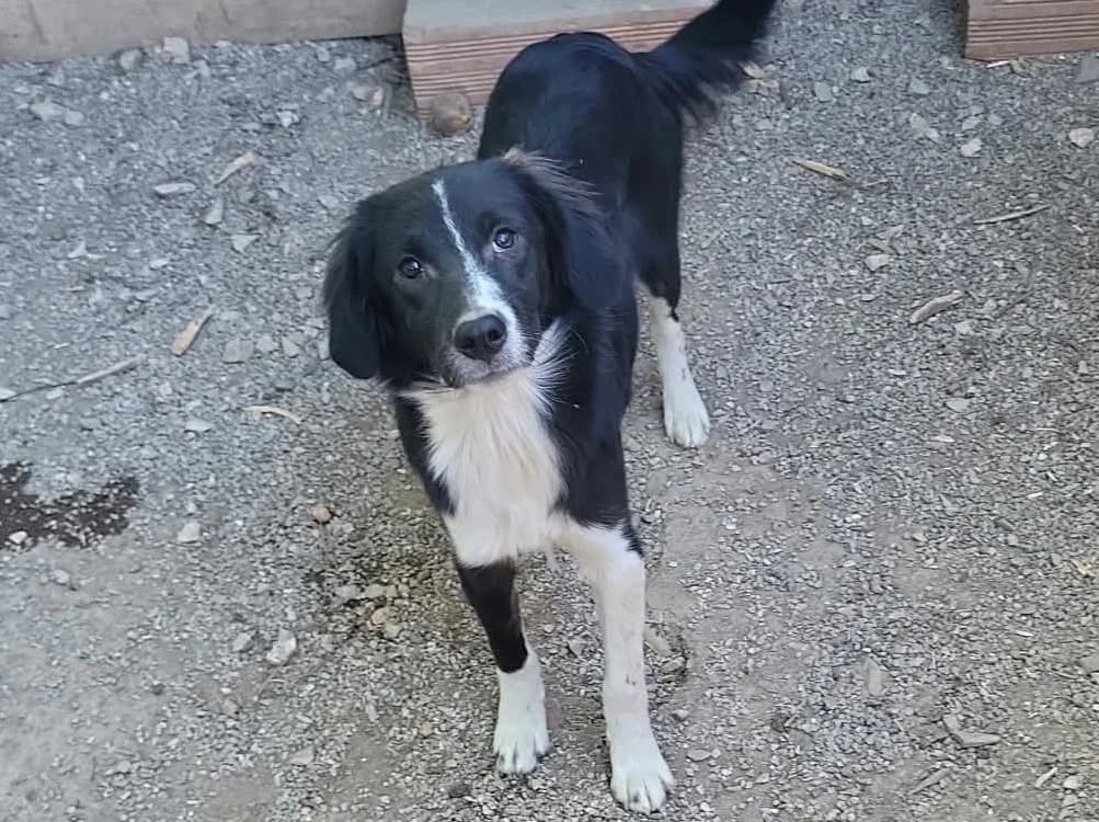 Camilla, female Mixed Breed for adoption at Balkanschnauzen und Heimatpfoten e.V.