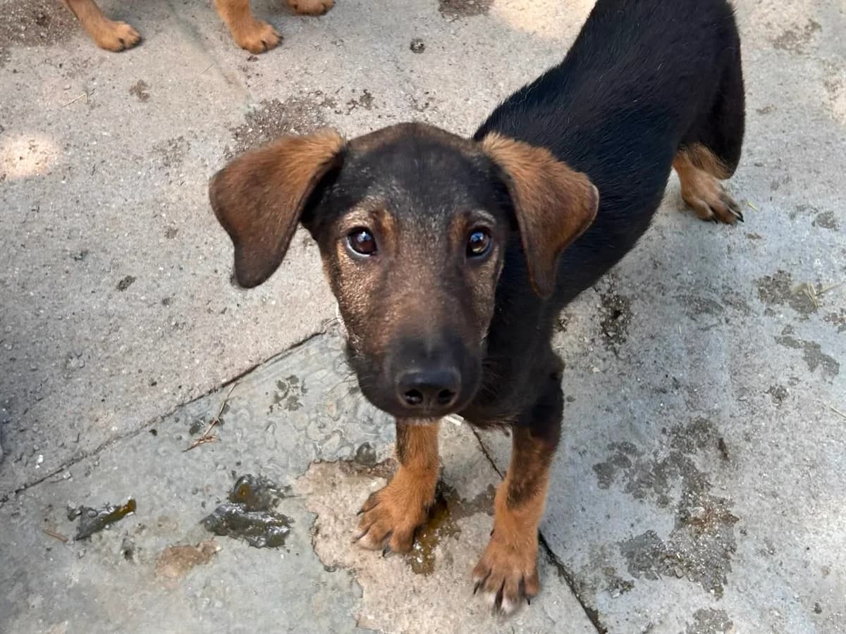 Fred, male Mixed Breed for adoption at Balkanschnauzen und Heimatpfoten e.V.