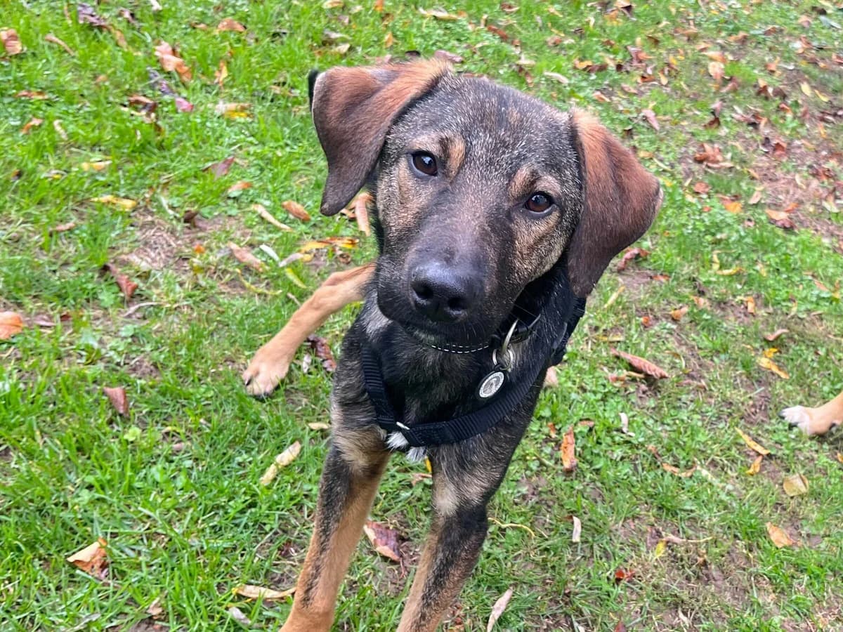 Fred, male Mixed Breed for adoption at Balkanschnauzen und Heimatpfoten e.V.