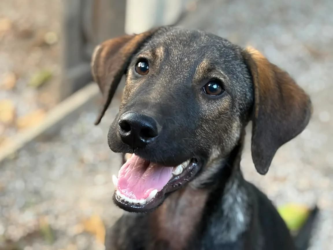 Fred, male Mixed Breed for adoption at Balkanschnauzen und Heimatpfoten e.V.