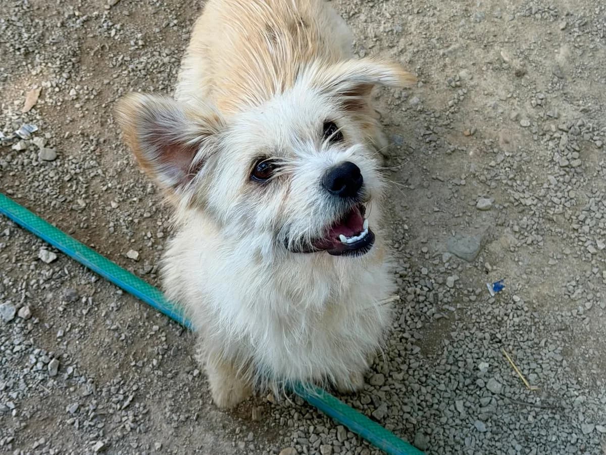 Oskar, male Mixed Breed for adoption at Balkanschnauzen und Heimatpfoten e.V.
